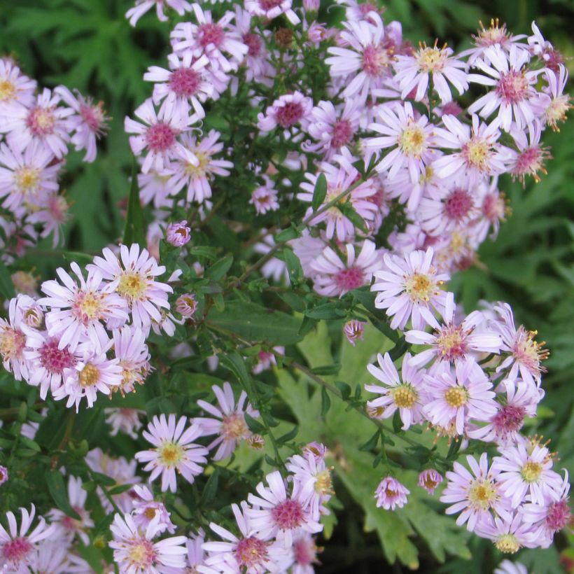 Aster lateriflorus Coombe Fishacre (Porte)