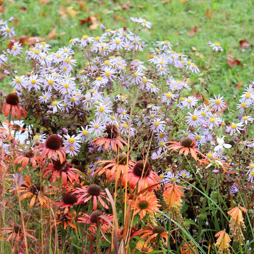 Aster ageratoides Eleven purple (Porte)