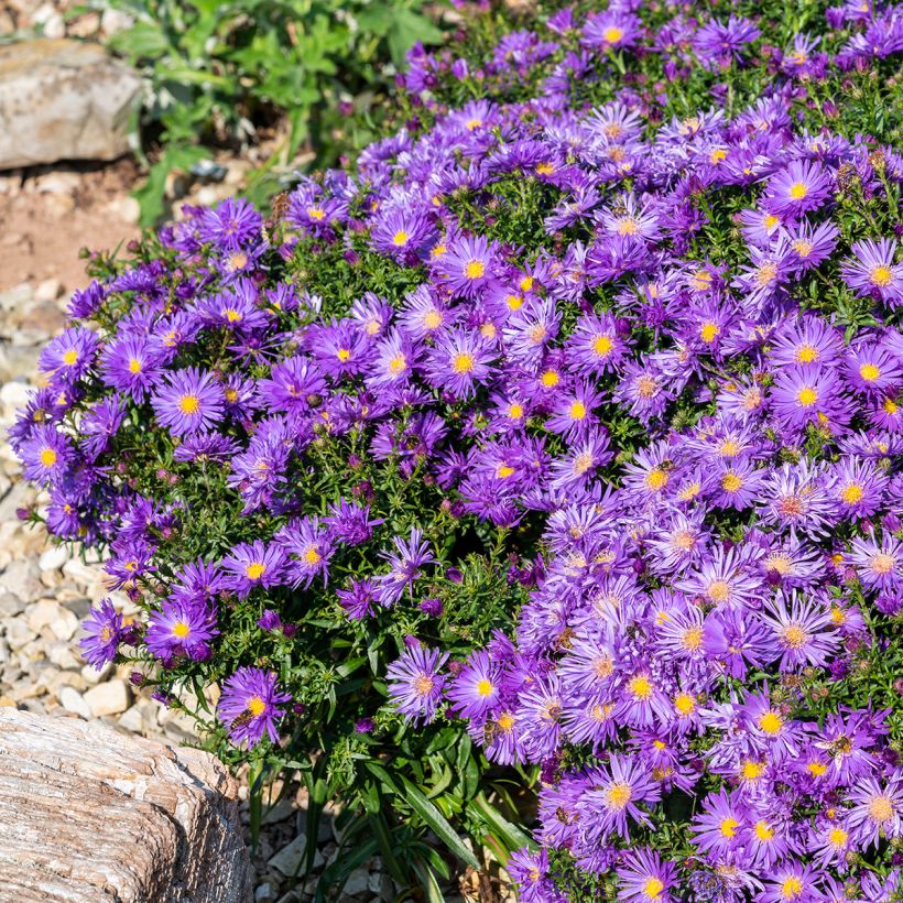 Aster ericoides Herfstweelde (Porte)