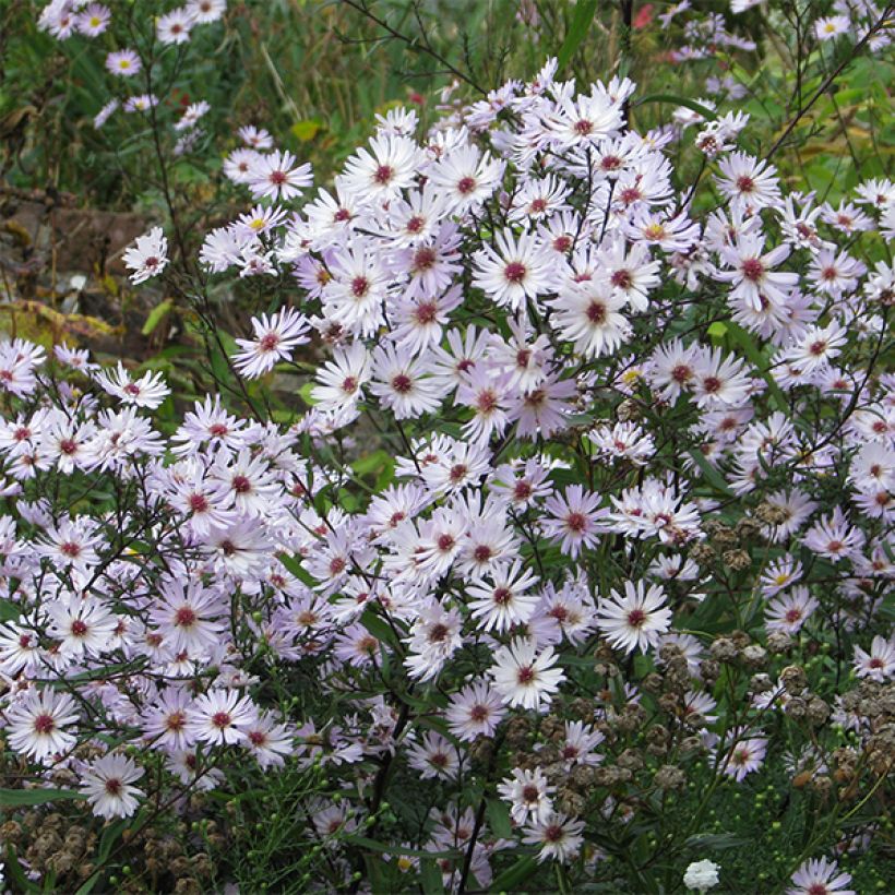 Aster Le Vasterival (Floración)