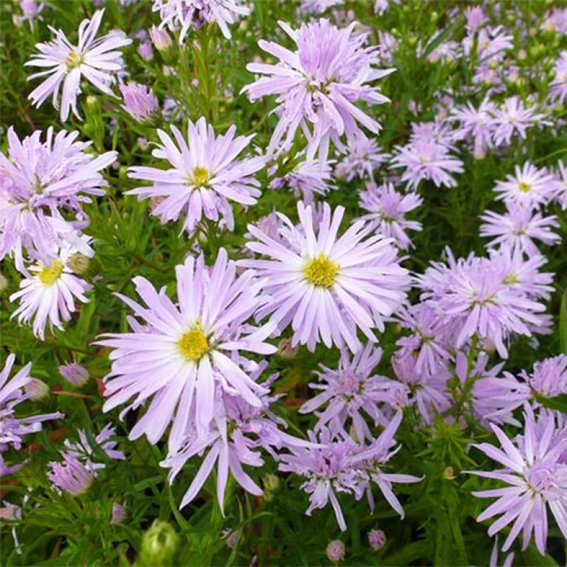 Aster novi-belgii Rosenquarz (Floración)