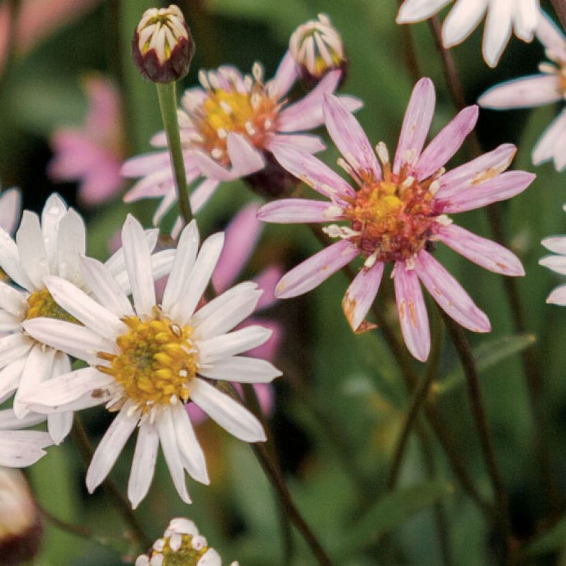 Aster rugulosus Asrugo (Floración)