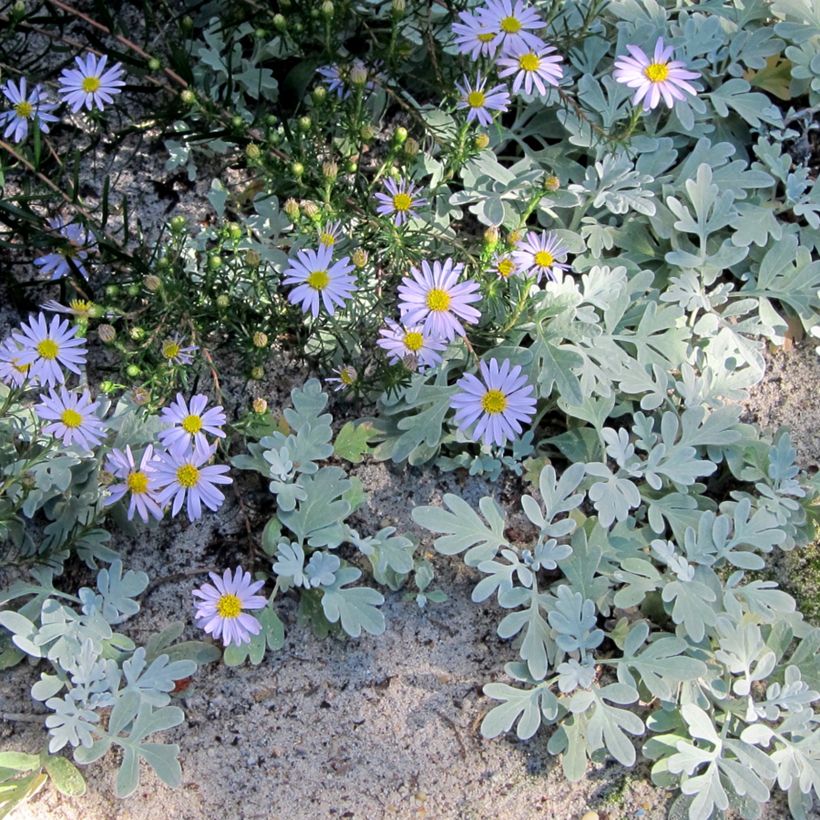 Aster linariifolius (Porte)