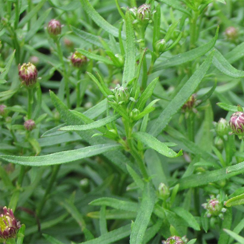 Aster ageratoides Adustus Nanus (Follaje)