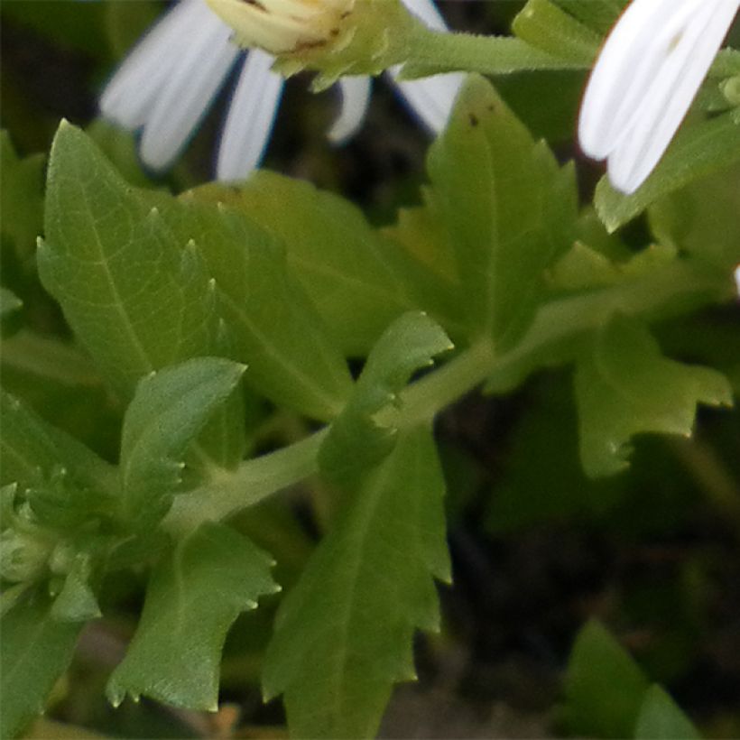 Aster ageratoides Ashvi (Follaje)