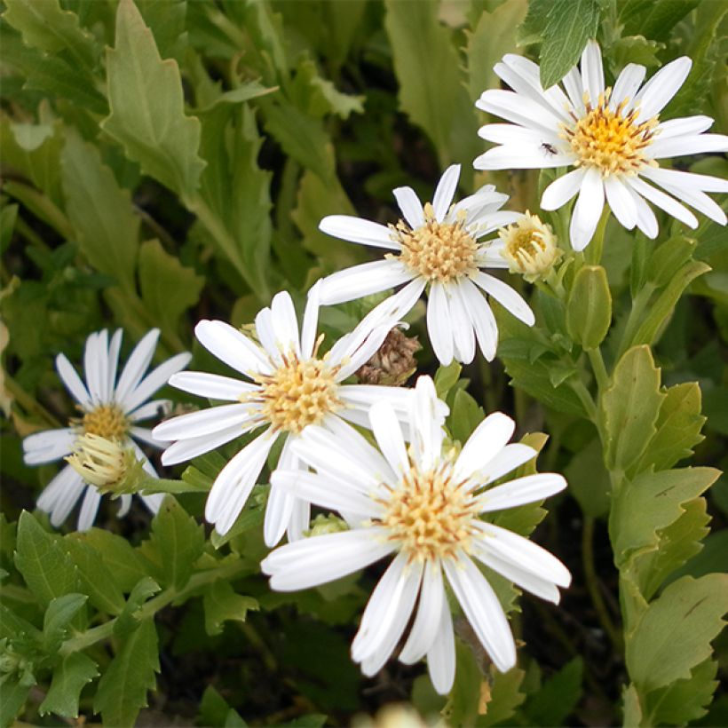 Aster ageratoides Ashvi (Floración)