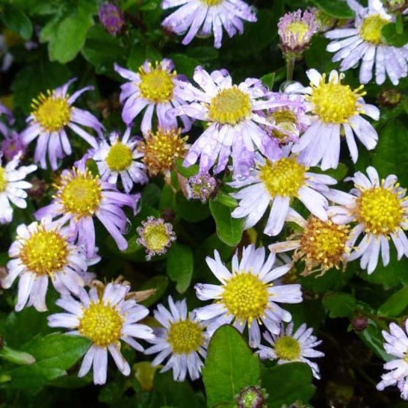 Aster ageratoides Asmoe (Floración)