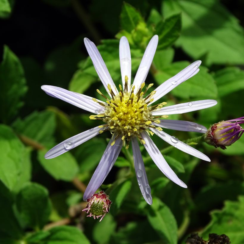 Aster ageratoides Asran (Floración)