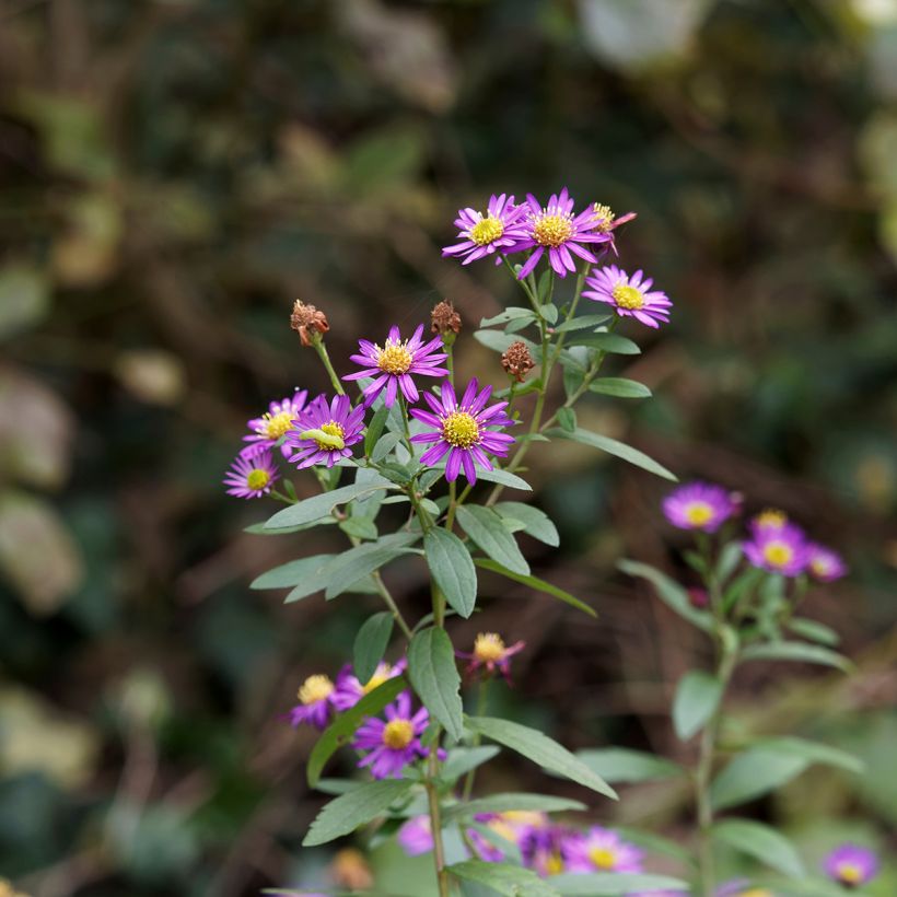 Aster ageratoides Ezo Murasaki (Floración)