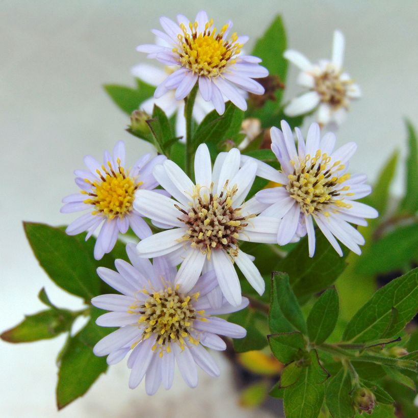 Aster ageratoides Stardust (Floración)