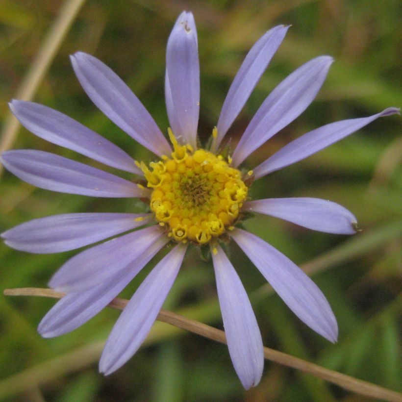 Aster alpigenus var. andersonii (Floración)