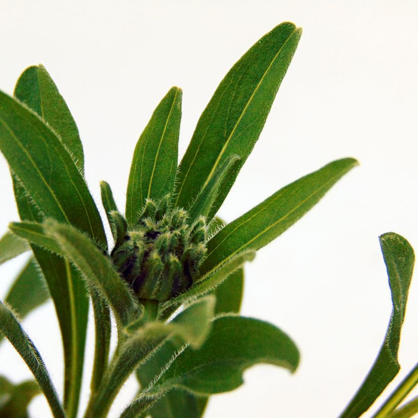 Aster alpinus Albus (Follaje)