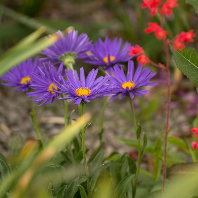 Aster alpinus Blue Beauty (Porte)