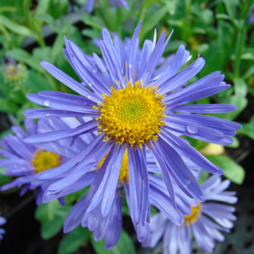 Aster alpinus Dunkle Schöne (Floración)