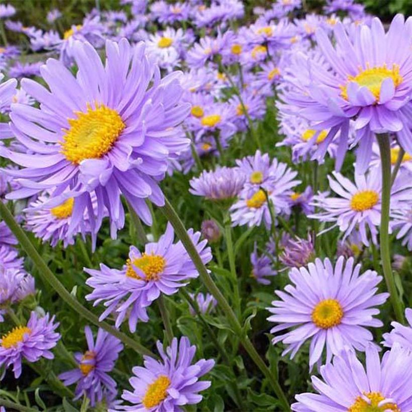 Aster alpinus Goliath (Floración)