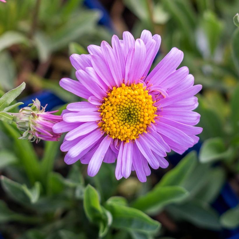 Aster alpinus Happy End (Floración)