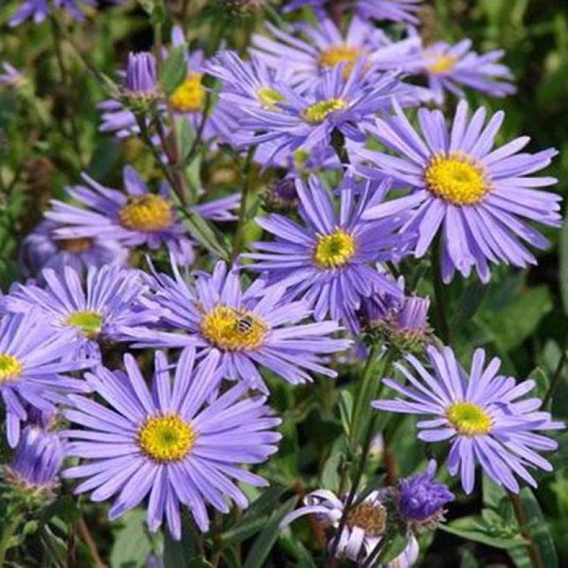 Aster amellus Dr Otto Petschek (Floración)