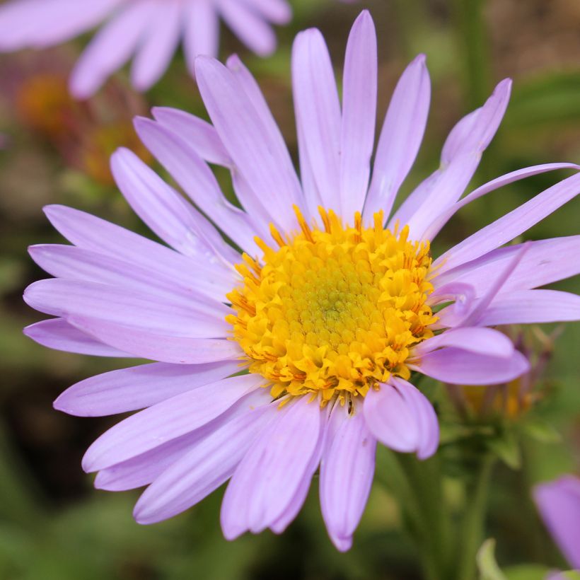 Aster amellus Peach Blossom (Floración)