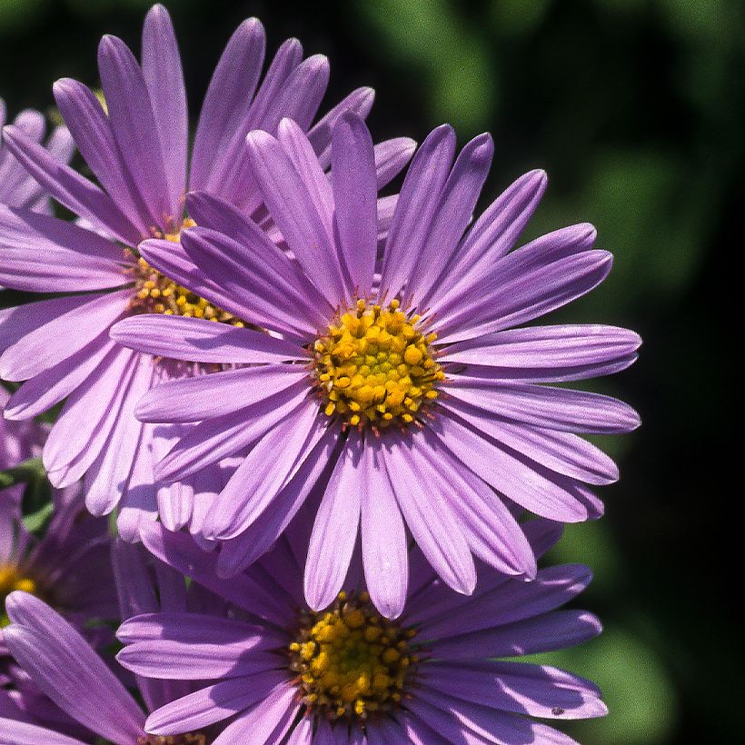 Aster amellus Rudolf Goethe (Floración)