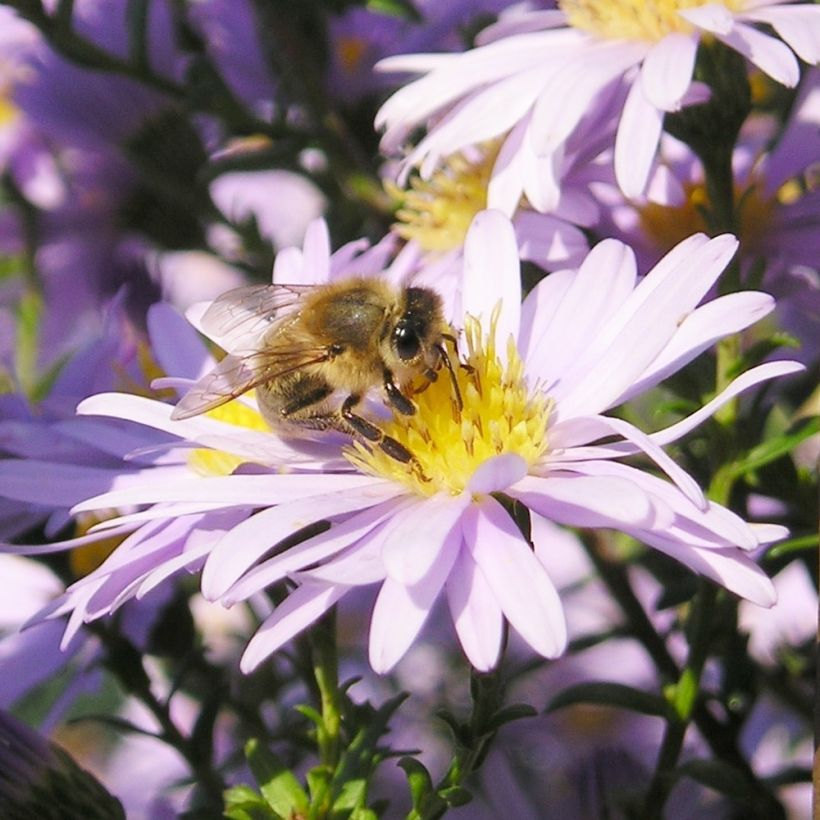 Aster amellus September Glow (Floración)