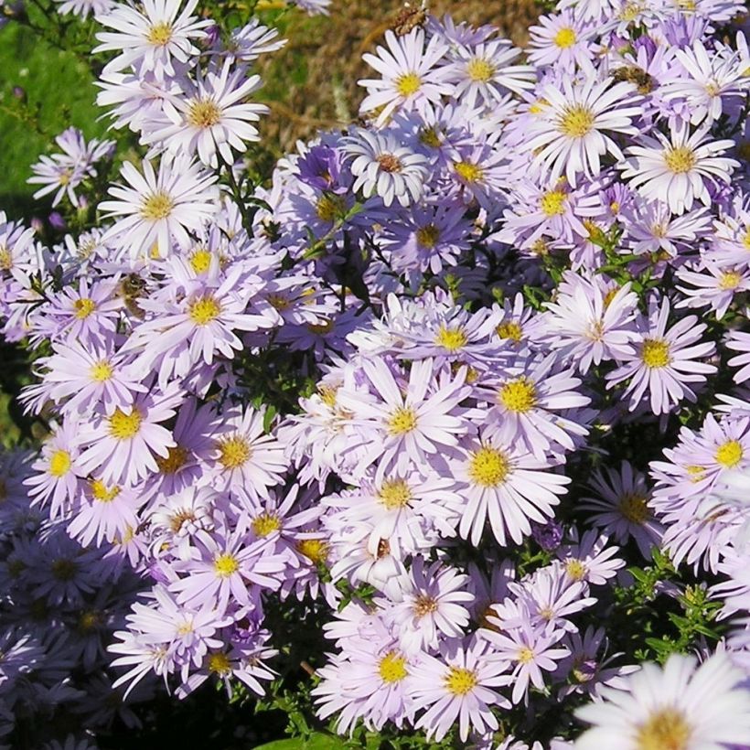 Aster amellus September Glow (Porte)