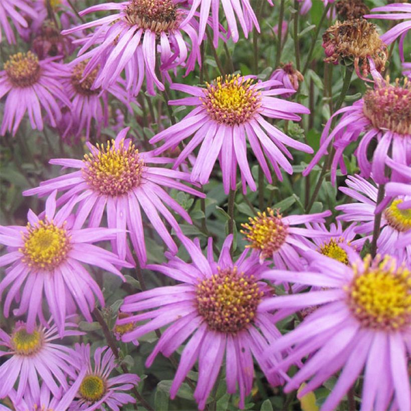 Aster amellus Sonia (Floración)