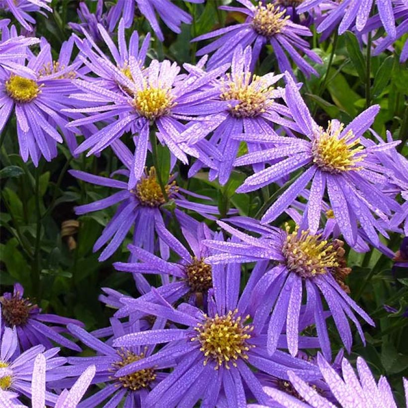 Aster amellus Sonora (Floración)