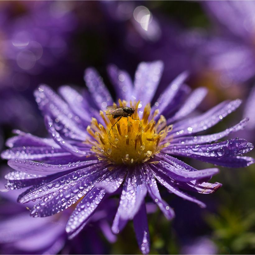 Aster azureus - Azul cielo (Floración)