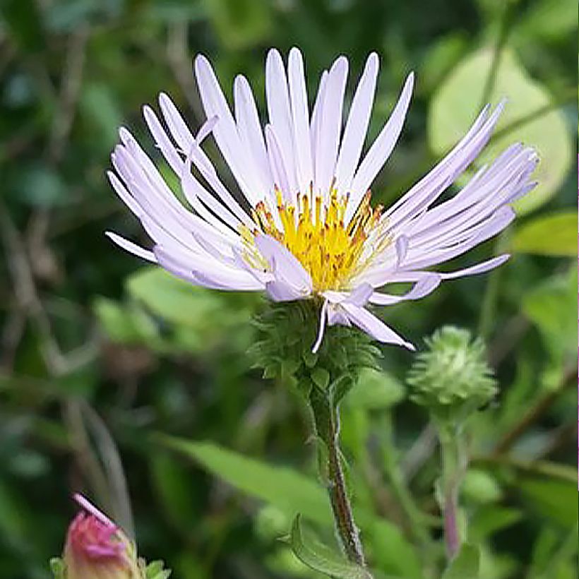 Aster carolinianus - Ampelaster (Floración)