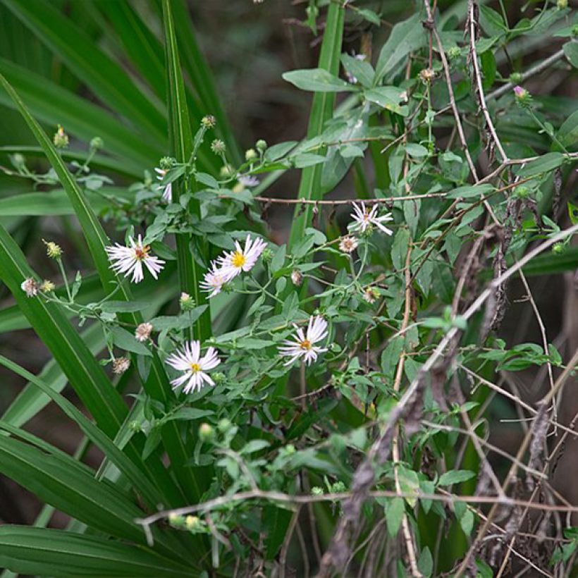 Aster carolinianus - Ampelaster (Porte)