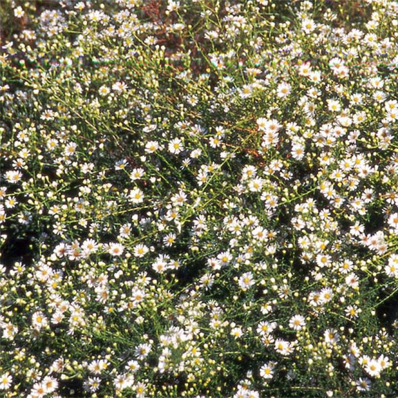 Aster datschii (Floración)