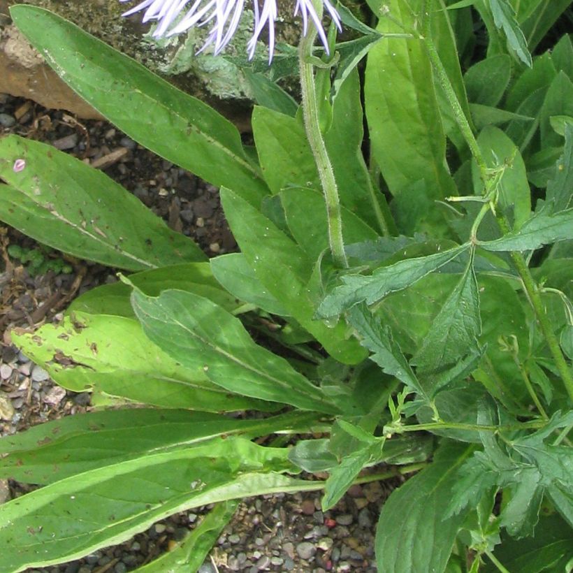 Aster diplostephioides (Follaje)