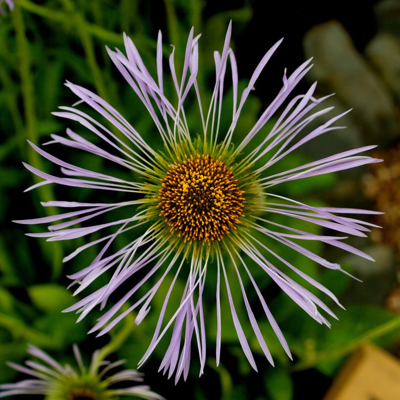 Aster diplostephioides (Floración)