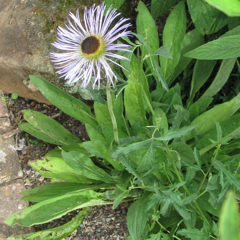 Aster diplostephioides (Porte)