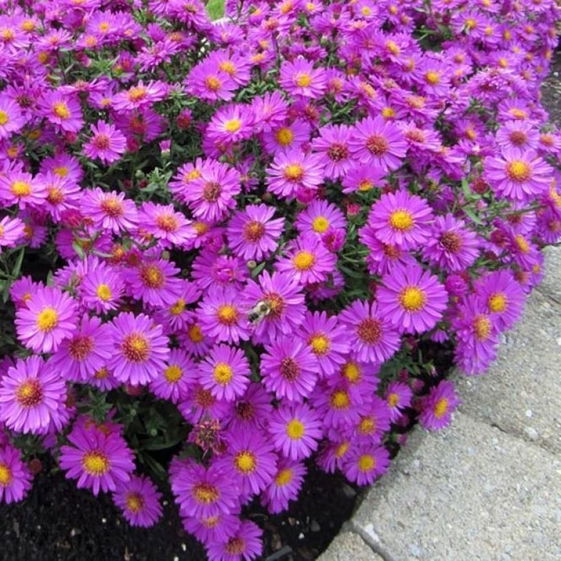 Aster dumosus Anneke (Porte)