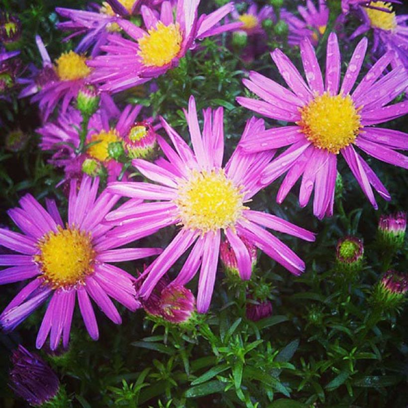 Aster dumosus Bahamas (Floración)