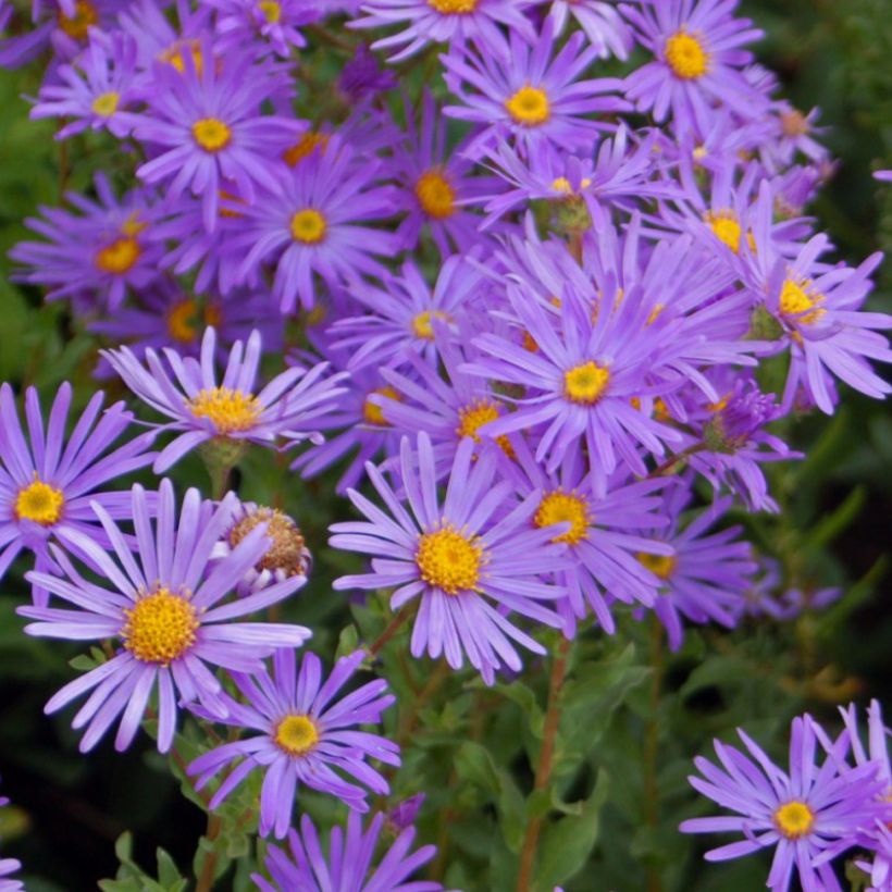 Aster dumosus Early Blue (Floración)