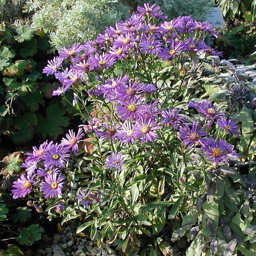 Aster dumosus Early Blue (Porte)