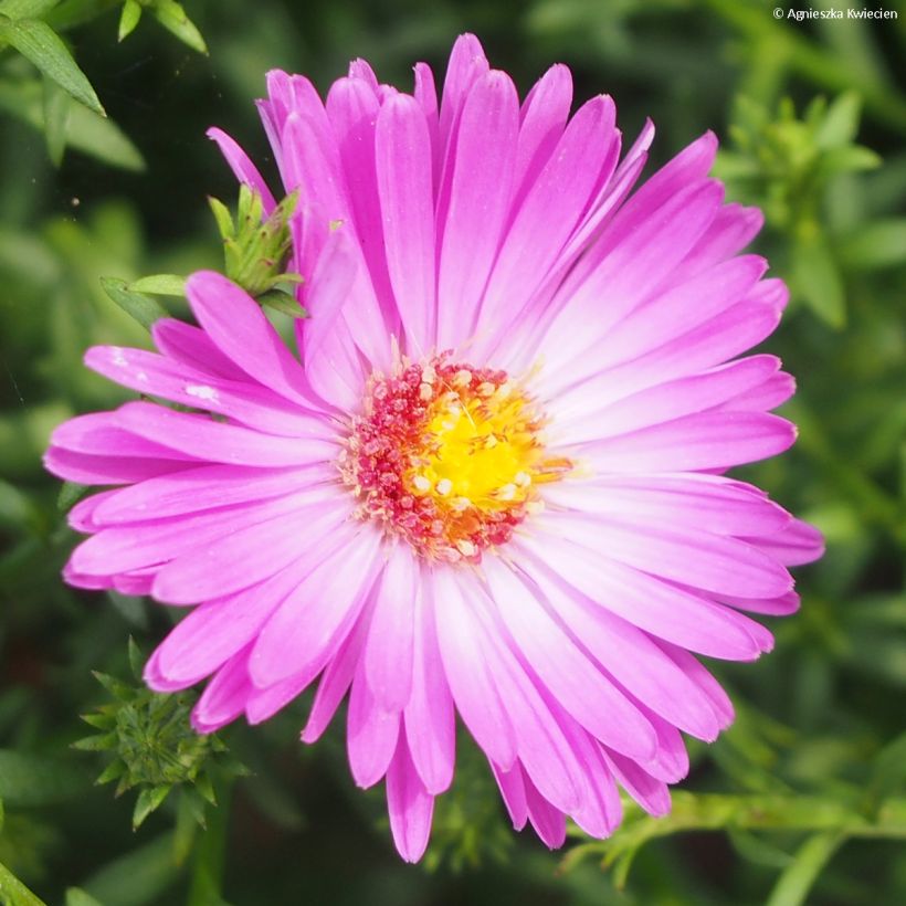 Aster dumosus Heinz-Richard (Floración)