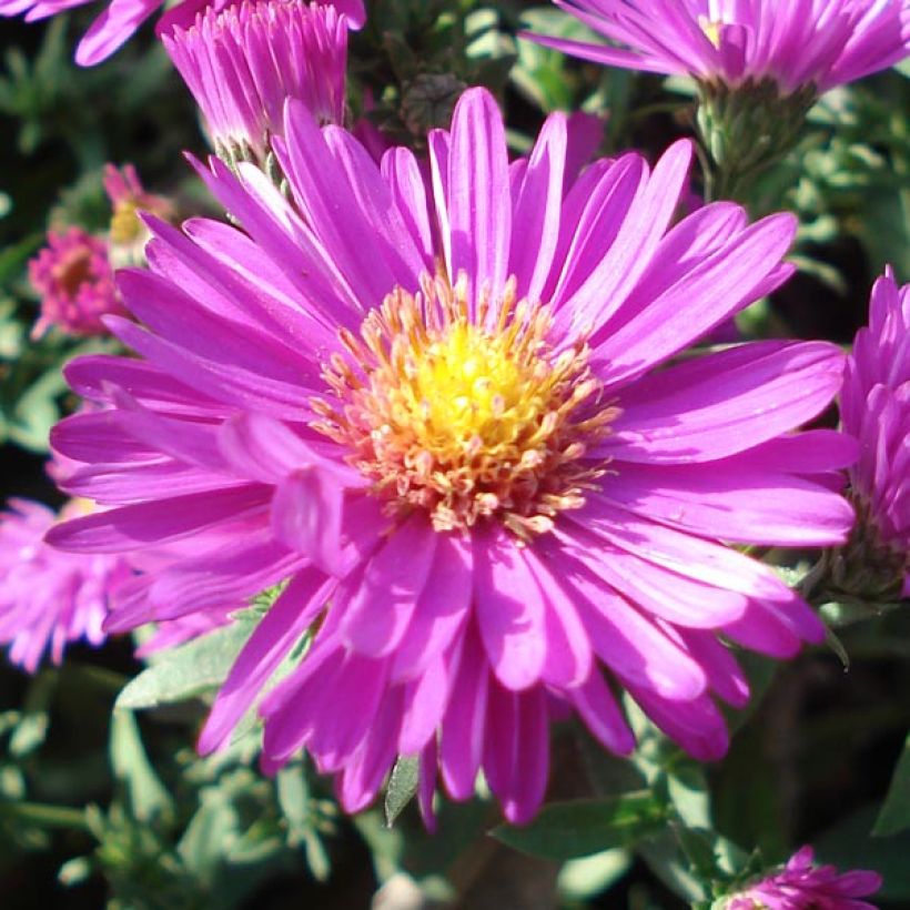 Aster dumosus Jenny (Floración)