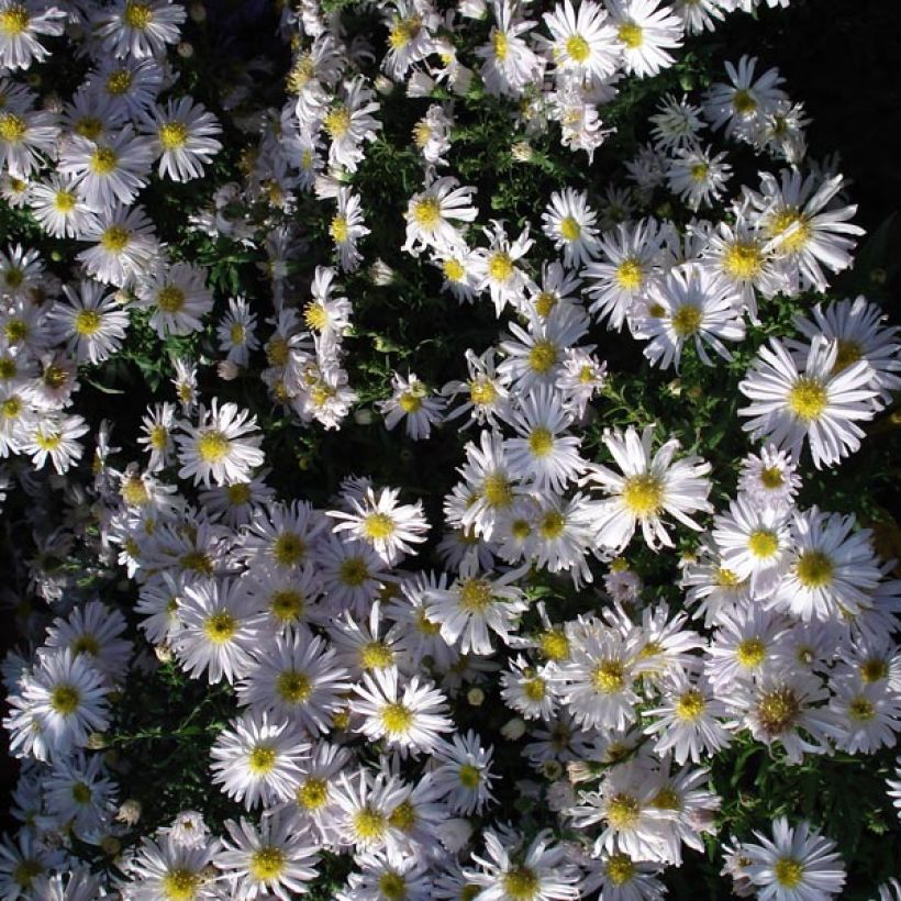 Aster dumosus Kristina (Porte)