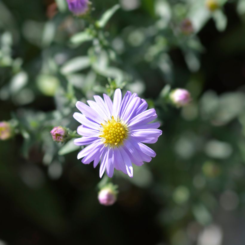 Aster dumosus Professeur Anton Kippenberg (Floración)