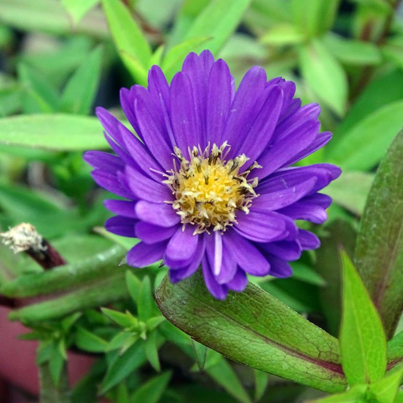 Aster dumosus Samoa (Floración)