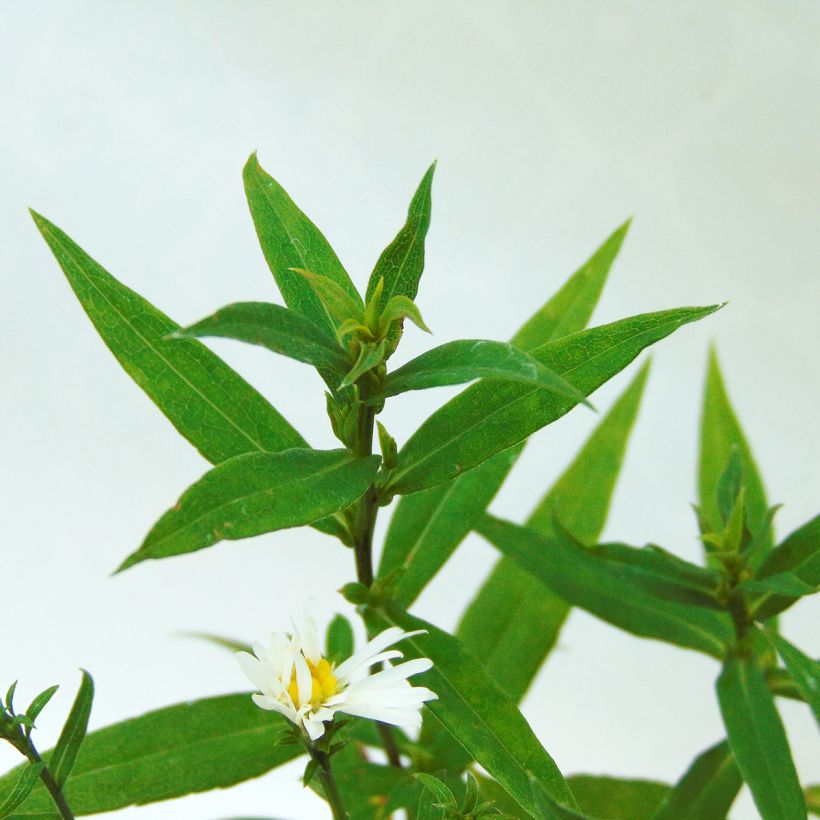 Aster dumosus Schneekissen (Follaje)