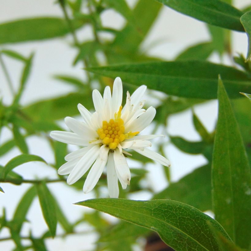 Aster dumosus Schneekissen (Floración)