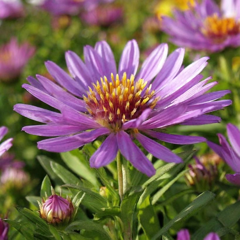 Aster novi-belgii Wood's Purple (Floración)