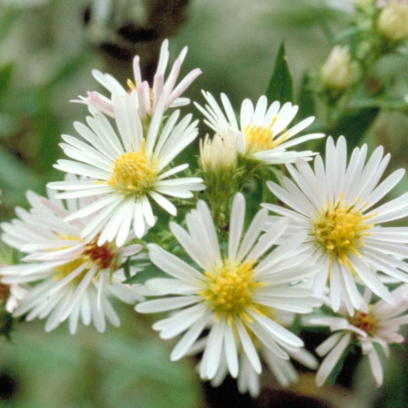 Aster ericoides (Floración)