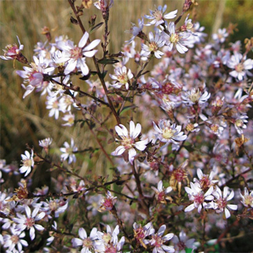 Aster ericoides Blue Star (Floración)