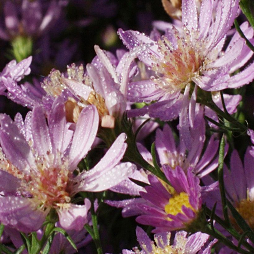 Aster ericoides Blue Wonder (Floración)