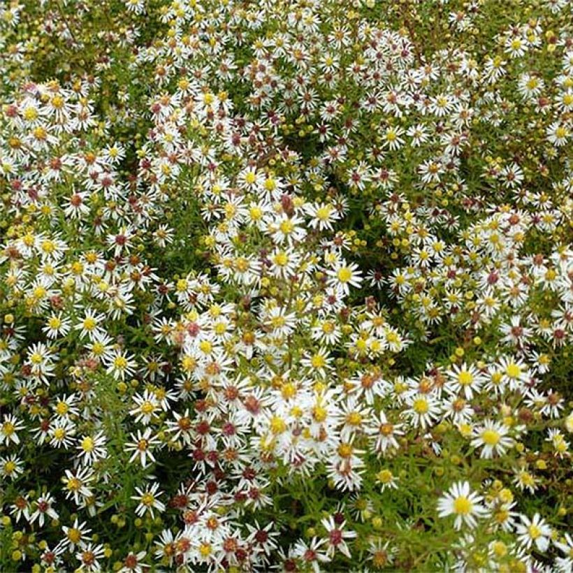 Aster ericoides Golden Spray (Floración)